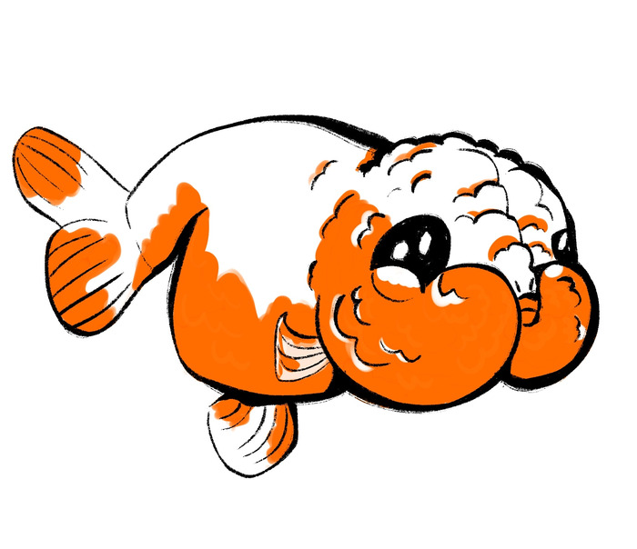 Very round orange and white fancy goldfish with oversized cheeks