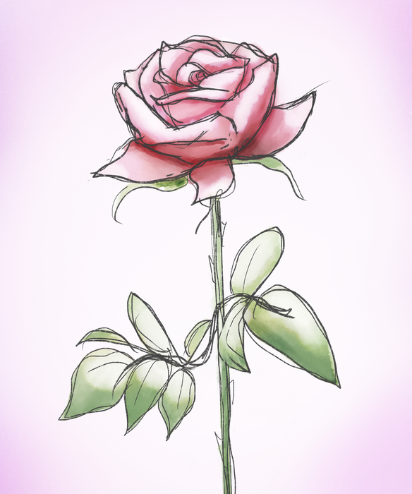Delicate botanical study of a pink rose with a long green stem and leaves