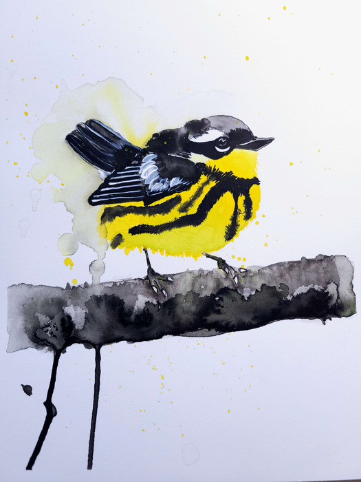 Yellow, black, and white Magnolia warbler perched on a loose black ink branch