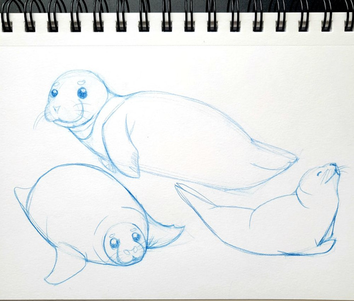 Three loose blue-pencil studies of leopard seals resting in different poses on a spiral sketchbook page
